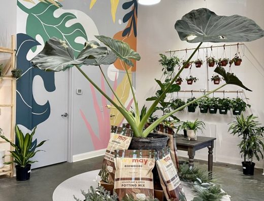 A Pot To Plant In