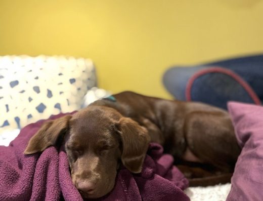 Essence Carpet Cleaning