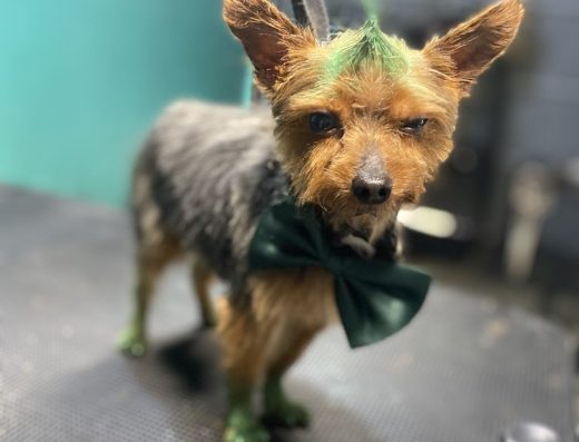 Dog on pretty grooming