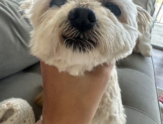 Paw Palace of Atlanta