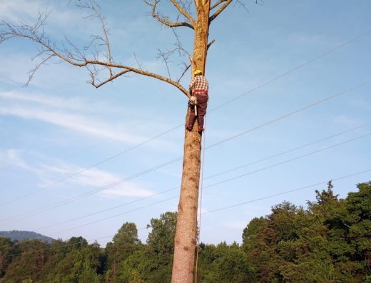 Vazquez Landscaping & Tree Services