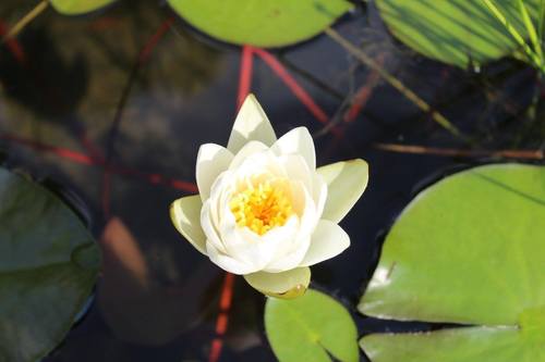 Krishna Bright – Licensed Professional Counselor, LPC (she,  her)