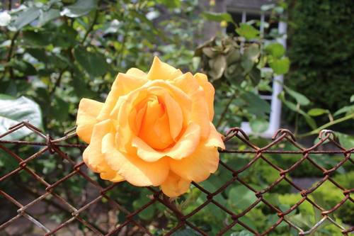 Krishna Bright – Licensed Professional Counselor, LPC (she,  her)