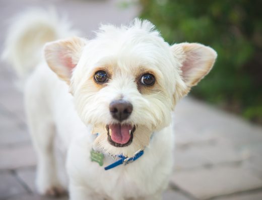 Phoenix Wellness Center – Licensed Professional Counselor, MC, LPC