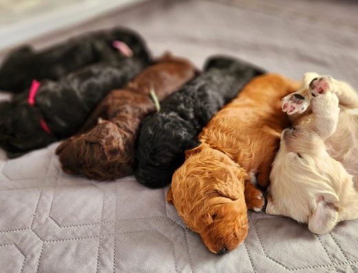 Posh Poodle Pups