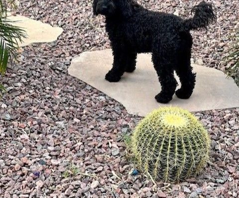 Shana L McKissick – Licensed Professional Counselor, MA, LPC, NCC (she,  her)