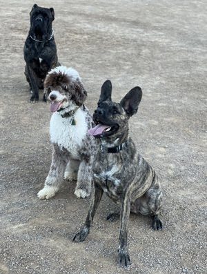 Strutt Your Mutt