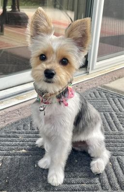 True Love Mobile Pet Salon