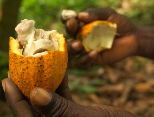 Cocoa Asante