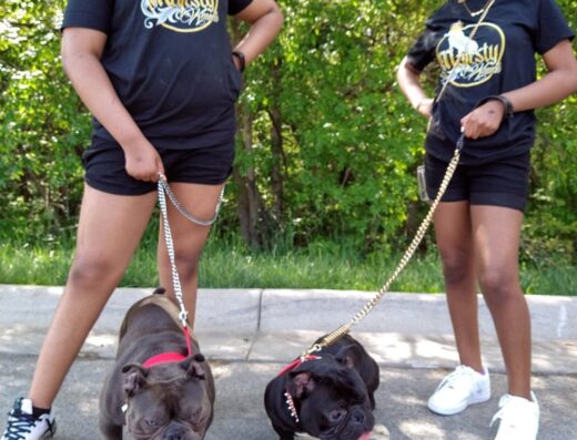 Majesty Bully Kennel