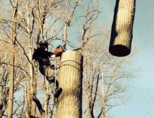 Skyline Tree Services