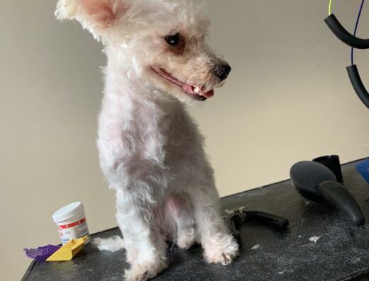 Wagswag Grooming